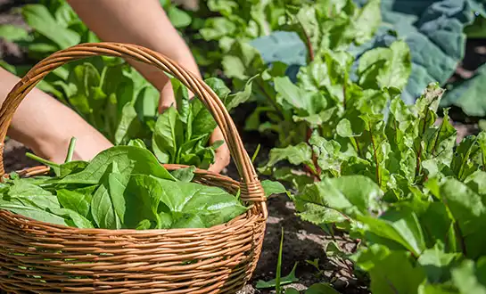 Improving Leafy Vegetable Quality with Liquid Amino Acid Fertilizers
